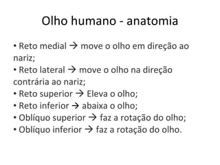 Olho humano - anatomia Reto medial    move o olho em direção ao nariz; Reto lateral    move o olho na direção contrária ao nariz; Reto superior    Eleva o olho; Reto inferior     abaixa o olho; Oblíquo superior     faz a rotação do olho; Oblíquo inferior    faz a rotação do olho. 