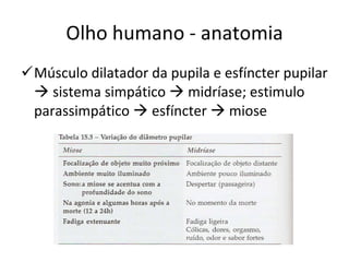 Olho humano - anatomia Músculo dilatador da pupila e esfíncter pupilar    sistema simpático    midríase; estimulo parassimpático    esfíncter    miose 