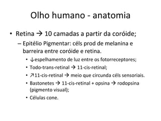Olho humano - anatomia Retina    10 camadas a partir da coróide; Epitélio Pigmentar: céls prod de melanina e barreira entre coróide e retina. ↓ espelhamento de luz entre os fotorreceptores; Todo-trans-retinal    11-cis-retinal; ↗ 11-cis-retinal    meio que circunda céls sensoriais. Bastonetes    11-cis-retinal + opsina    rodopsina (pigmento visual); Células cone. 
