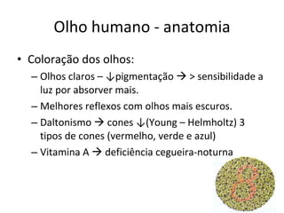 Olho humano - anatomia Coloração dos olhos: Olhos claros – ↓pigmentação    > sensibilidade a luz por absorver mais. Melhores reflexos com olhos mais escuros. Daltonismo    cones ↓(Young – Helmholtz) 3 tipos de cones (vermelho, verde e azul) Vitamina A    deficiência cegueira-noturna 