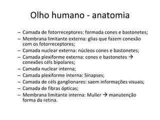 Olho humano - anatomia Camada de fotorreceptores: formada cones e bastonetes; Membrana limitante externa: glias que fazem conexão com os fotorreceptores; Camada nuclear externa: núcleos cones e bastonetes; Camada plexiforme externa: cones e bastonetes    conexões céls bipolares; Camada nuclear interna; Camada plexiforme interna: Sinapses; Camada de céls ganglionares: saem informações visuais; Camada de fibras ópticas; Membrana limitante interna: Muller    manutenção forma da retina.  