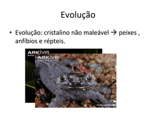 Evolução Evolução: cristalino não maleável    peixes , anfíbios e répteis.  