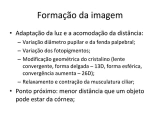 Formação da imagem Adaptação da luz e a acomodação da distância: Variação diâmetro pupilar e da fenda palpebral; Variação dos fotopigmentos; Modificação geométrica do cristalino (lente convergente, forma delgada – 13D, forma esférica, convergência aumenta – 26D); Relaxamento e contração da musculatura ciliar; Ponto próximo: menor distância que um objeto pode estar da córnea; 