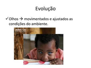 Evolução Olhos    movimentados e ajustados as condições do ambiente. 