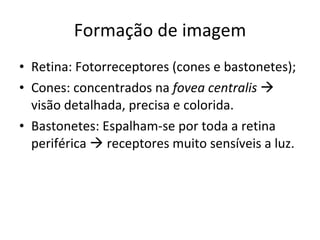 Formação de imagem Retina: Fotorreceptores (cones e bastonetes); Cones: concentrados na  fovea centralis    visão detalhada, precisa e colorida. Bastonetes: Espalham-se por toda a retina periférica    receptores muito sensíveis a luz. 