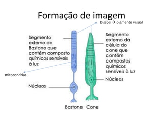 Formação de imagem Discos    pigmento visual mitocondrias 