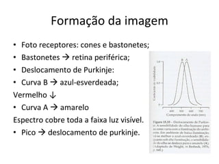 Formação da imagem Foto receptores: cones e bastonetes; Bastonetes    retina periférica; Deslocamento de Purkinje: Curva B    azul-esverdeada; Vermelho ↓ Curva A    amarelo Espectro cobre toda a faixa luz visível. Pico    deslocamento de purkinje. 