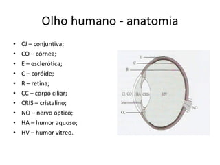 Olho humano - anatomia CJ – conjuntiva;  CO – córnea; E – esclerótica; C – coróide;  R – retina; CC – corpo ciliar; CRIS – cristalino; NO – nervo óptico; HA – humor aquoso; HV – humor vítreo. 