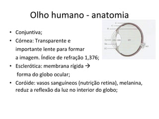 Olho humano - anatomia Conjuntiva; Córnea: Transparente e  importante lente para formar  a imagem. Índice de refração 1,376; Esclerótica: membrana rígida     forma do globo ocular; Coróide: vasos sanguíneos (nutrição retina), melanina, reduz a reflexão da luz no interior do globo; 