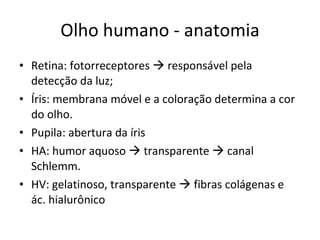 Olho humano - anatomia Retina: fotorreceptores    responsável pela detecção da luz; Íris: membrana móvel e a coloração determina a cor do olho. Pupila: abertura da íris  HA: humor aquoso    transparente    canal Schlemm. HV: gelatinoso, transparente    fibras colágenas e ác. hialurônico 