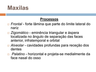 Maxilas
Processos
 Frontal - forte lâmina que parte do limite lateral do
nariz
 Zigomático - eminência triangular e áspera
localizada no ângulo de separação das faces
anterior, infratemporal e orbital
 Alveolar - cavidades profundas para receção dos
dentes
 Palatino - horizontal e projeta-se medialmente da
face nasal do osso
 