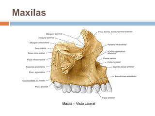 Maxilas
Maxila – Vista Lateral
 