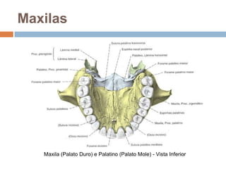 Maxilas
Maxila (Palato Duro) e Palatino (Palato Mole) - Vista Inferior
 