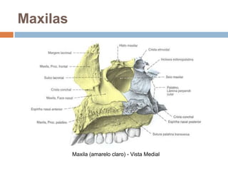 Maxilas
Maxila (amarelo claro) - Vista Medial
 