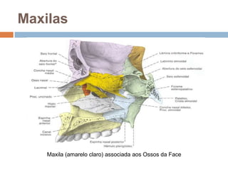 Maxilas
Maxila (amarelo claro) associada aos Ossos da Face
 