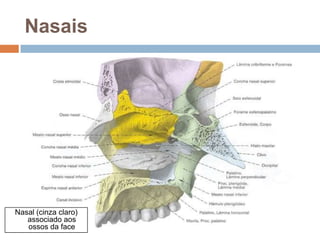 Nasais
Nasal (cinza claro)
associado aos
ossos da face
 