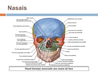Nasais
Nasal (laranja) associado aos ossos da face
 