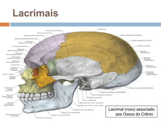 Lacrimais
Lacrimal (roxo) associado
aos Ossos do Crânio
 