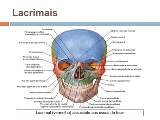 Lacrimais
Lacrimal (vermelho) associado aos ossos da face
 