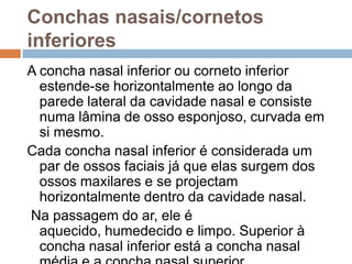 Conchas nasais/cornetos
inferiores
A concha nasal inferior ou corneto inferior
estende-se horizontalmente ao longo da
parede lateral da cavidade nasal e consiste
numa lâmina de osso esponjoso, curvada em
si mesmo.
Cada concha nasal inferior é considerada um
par de ossos faciais já que elas surgem dos
ossos maxilares e se projectam
horizontalmente dentro da cavidade nasal.
Na passagem do ar, ele é
aquecido, humedecido e limpo. Superior à
concha nasal inferior está a concha nasal
 