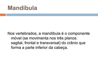 Mandíbula
Nos vertebrados, a mandíbula é o componente
móvel (se movimenta nos três planos:
sagital, frontal e transversal) do crânio que
forma a parte inferior da cabeça.
 