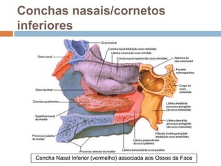 Conchas nasais/cornetos
inferiores
Concha Nasal Inferior (vermelho) associada aos Ossos da Face
 