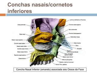 Conchas nasais/cornetos
inferiores
Concha Nasal Inferior (amarelo) associada aos Ossos da Face
 