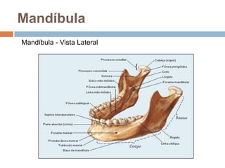 Mandíbula
Mandíbula - Vista Lateral
 