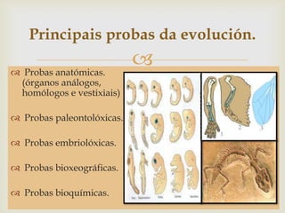 
Principais probas da evolución.
 Probas anatómicas.
(órganos análogos,
homólogos e vestixiais)
 Probas paleontolóxicas.
 Probas embriolóxicas.
 Probas bioxeográficas.
 Probas bioquímicas.
 