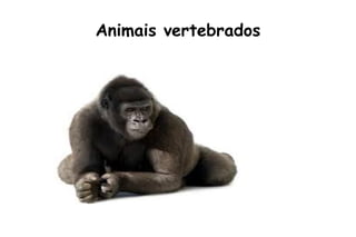 Animais vertebrados
 