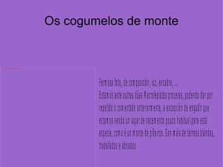 Os cogumelos de monte 
