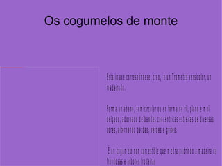 Os cogumelos de monte 