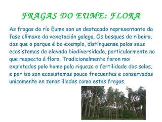 FRAGAS DO EUME: FLORA
As fragas do río Eume son un destacado representante da
fase clímaxe da vexetación galega. Os bosques de ribeira,
dos que o parque é bo exemplo, distínguense polos seus
ecosistemas de elevada biodiversidade, particularmente no
que respecta á flora. Tradicionalmente foron moi
explotados polo home pola riqueza e fertilidade dos solos,
e por iso son ecosistemas pouco frecuentes e conservados
unicamente en zonas illadas como estas fragas.
 