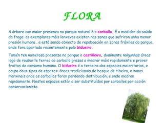 FLORA
A árbore con maior presenza no parque natural é o carballo. É o medidor da saúde
da fraga: os exemplares máis lonxevos existen nas zonas que sufriron unha menor
presión humana , e está sendo obxecto de repoboación en zonas fráxiles do parque,
onde fora apartado recentemente polo bidueiro.
Tamén ten numerosa presenza no parque o castiñeiro, dominante nalgunhas áreas
logo de roubarlle terreo ao carballo grazas a medrar máis rapidamente e prover
froitos de consumo humano. O bidueiro é a terceira das especies maioritarias, e
ocupa dous tipos de espazos: áreas tradicionais de bosque de ribeira, e zonas
marxinais onde os carballos foron perdendo distribución, e onde medran
rapidamente. Nestes espazos están a ser substituídos por carballos por acción
conservacionista.
 