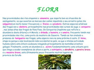 FLORA
Nas proximidades dos ríos atopamos o ameneiro, que soporta ben as situacións de
asolagamento, xa que suxeitan as marxes das canles impedindo o seu arrastre polas che
salgueiro(con moita menor frecuencia), o freixo e o pradairo. Outras especies arbóreas
das fragas son a abeleira, principalmente nas proximidades dos cursos de auga; o cerqueiro
, nas zonas altas das fragas de Pena Fesa, Os Cerqueiros (topónimo que reflicte a
abundancia desta árbore) e A Marola; o érbedo, o loureiro, e o umeiro, frecuente tamén nas
proximidades dos ríos, como preto do mosteiro de Caaveiro. Tamén se ten sinalado a
presenza do lamigueiro nas fragas, unha especie rara na zona próxima á costa. O teixo,
atopa no parque a súa localización máis occidental no país, xa que a intensa actividade
humana sobre esta árbore acabouna relegando principalmente ás montañas orientais
galegas. Finalmente, existe en abundancia o , acivro fundamentalmente como arbusto pero
que chega a acadar exemplares de altura e porte, o estripeiro, o abruñeiro, a pereira brava
e a maceira brava, esta últimamente pouco frecuente noutros lugares da
provincia da Coruña
 