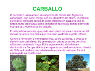 CARBALLO
O carballo é unha árbore anxiosperma da familia das fagáceas,
caducifolia, que pode chegar aos 15-20 metros de altura. O carballo
esténdese tanto por zonas de clima atlántico en calquera tipo de
terreo, tanto en chairas como en ladeiras rochosas, dende o nivel do
mar ata os 1.000 metros de altitude.
É unha árbore robusta, que pode vivir varios séculos e acadar os 40
metros de altura con pólas que comezan xa desde a parte inferior.
Cando a formación é monoespecífica, só de carballos, o bosque é
denoninado carballeira. Se se mesturan outras especies de clima
atlántico chamámolo fraga. Foi a especie máis abundante e
dominante na Europa atlántica e segue a ser predominante no interior
de Galicia.A madeira do carballo é de excelente calidade, foi moi
empregada na construción.
 