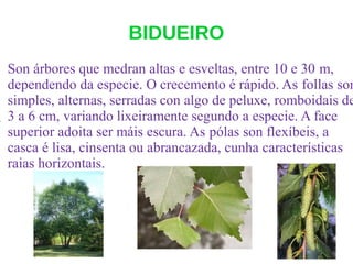 BIDUEIRO
.
Son árbores que medran altas e esveltas, entre 10 e 30 m,
dependendo da especie. O crecemento é rápido. As follas son
simples, alternas, serradas con algo de peluxe, romboidais de
3 a 6 cm, variando lixeiramente segundo a especie. A face
superior adoita ser máis escura. As pólas son flexíbeis, a
casca é lisa, cinsenta ou abrancazada, cunha características
raias horizontais.
 