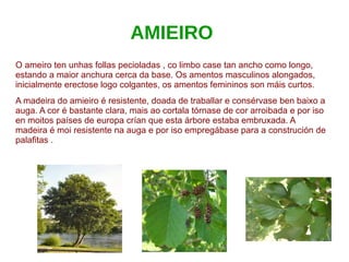 AMIEIRO
O ameiro ten unhas follas pecioladas , co limbo case tan ancho como longo,
estando a maior anchura cerca da base. Os amentos masculinos alongados,
inicialmente erectose logo colgantes, os amentos femininos son máis curtos.
A madeira do amieiro é resistente, doada de traballar e consérvase ben baixo a
auga. A cor é bastante clara, mais ao cortala tórnase de cor arroibada e por iso
en moitos países de europa crían que esta árbore estaba embruxada. A
madeira é moi resistente na auga e por iso empregábase para a construción de
palafitas .
 