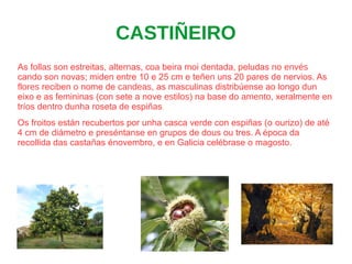 CASTIÑEIRO
As follas son estreitas, alternas, coa beira moi dentada, peludas no envés
cando son novas; miden entre 10 e 25 cm e teñen uns 20 pares de nervios. As
flores reciben o nome de candeas, as masculinas distribúense ao longo dun
eixo e as femininas (con sete a nove estilos) na base do amento, xeralmente en
tríos dentro dunha roseta de espiñas.
Os froitos están recubertos por unha casca verde con espiñas (o ourizo) de até
4 cm de diámetro e preséntanse en grupos de dous ou tres. A época da
recollida das castañas énovembro, e en Galicia celébrase o magosto.
 