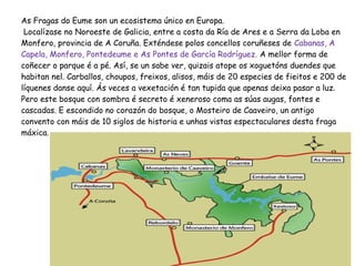 As Fragas do Eume son un ecosistema único en Europa.
Localízase no Noroeste de Galicia, entre a costa da Ría de Ares e a Serra da Loba en
Monfero, provincia de A Coruña. Exténdese polos concellos coruñeses de Cabanas, A
Capela, Monfero, Pontedeume e As Pontes de García Rodríguez. A mellor forma de
coñecer o parque é a pé. Así, se un sabe ver, quizais atope os xoguetóns duendes que
habitan nel. Carballos, choupos, freixos, alisos, máis de 20 especies de fieitos e 200 de
líquenes danse aquí. Ás veces a vexetación é tan tupida que apenas deixa pasar a luz.
Pero este bosque con sombra é secreto é xeneroso coma as súas augas, fontes e
cascadas. E escondido no corazón do bosque, o Mosteiro de Caaveiro, un antigo
convento con máis de 10 siglos de historia e unhas vistas espectaculares desta fraga
máxica.
 