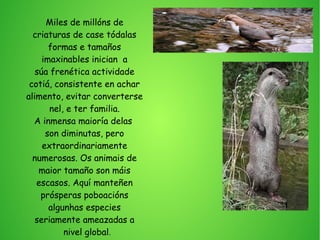 Miles de millóns de
criaturas de case tódalas
formas e tamaños
imaxinables inician a
súa frenética actividade
cotiá, consistente en achar
alimento, evitar converterse
nel, e ter familia.
A inmensa maioría delas
son diminutas, pero
extraordinariamente
numerosas. Os animais de
maior tamaño son máis
escasos. Aquí manteñen
prósperas poboacións
algunhas especies
seriamente ameazadas a
nivel global.
 
