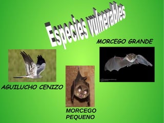 AGUILUCHO CENIZO
MORCEGO GRANDE
MORCEGO
PEQUENO
 