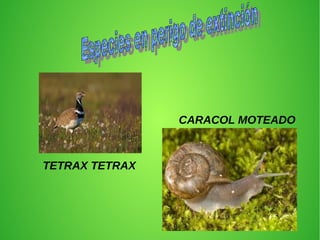 TETRAX TETRAX
CARACOL MOTEADO
 