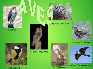 6- MIÑATO NEGRO
4- ABELLEIRO
2- MOUCHO COMÚN
5- CURUXA
3- BUFO PEQUENO
1- GABIÁN
7- FALCÓN PEREGRINO
 