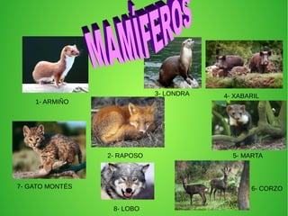 1- ARMIÑO
2- RAPOSO
3- LONDRA 4- XABARIL
5- MARTA
6- CORZO7- GATO MONTÉS
8- LOBO
 