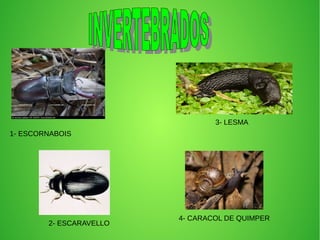 1- ESCORNABOIS
2- ESCARAVELLO
3- LESMA
4- CARACOL DE QUIMPER
 