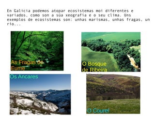 En Galicia podemos atopar ecosistemas moi diferentes e
variados, como son a súa xeografía e o seu clima. Uns
exemplos de ecosistemas son: unhas marismas, unhas fragas, un
río...
As Fragas do
Eume
Os Ancares
O Bosque
de Ribeira
O Courel
 