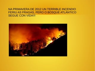 NA PRIMAVERA DE 2012 UN TERRIBLE INCENDIO
FERIU AS FRAGAS, PERO O BOSQUE ATLÁNTICO
SEGUE CON VIDA!!!
 