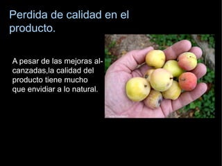 Perdida de calidad en el producto. C:\Users\katy\Desktop\serves.jpg A pesar de las mejoras al- canzadas,la  calidad del  producto tiene mucho  q ue envidiar a lo natural . 