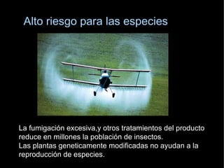 Alto riesgo para las especies C:\Users\katy\Desktop\pesticidas-toxicos.jpg La fumigación excesiva,y  otros tratamientos del producto  reduce en millones la población de insectos. Las plantas geneticamente  modificadas no ayudan a la  reproducción de especies. 